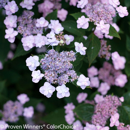 Purple Tiny Tuff Stuff Hydrangea Flowers