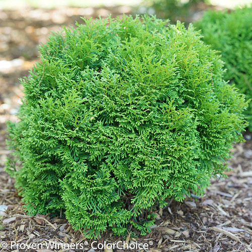 Tater Tot Arborvitae Shrub