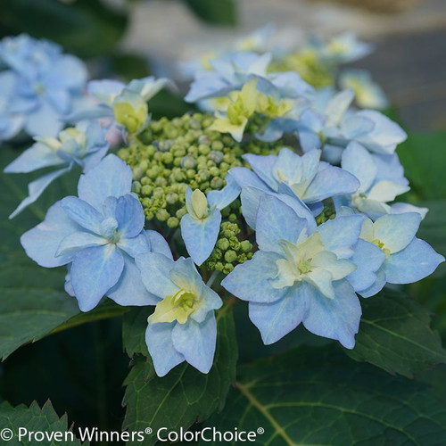 Blue Tuff Stuff Ah Ha Hydrangea Flower