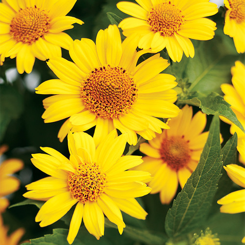 Tuscan Sun False Sunflower Yellow Blooms