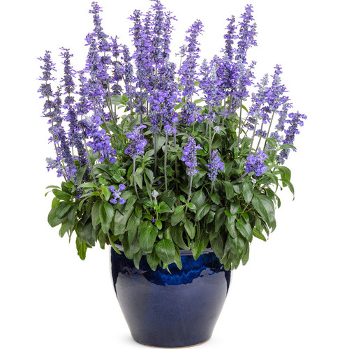 Unplugged® So Blue Salvia in Blue Planter
