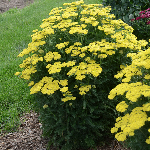 Upright Firefly™ Sunshine Yarrow plant blooming