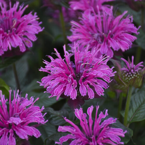 Upscale™ Lavender Taffeta Bee Balm Flowers Close Up