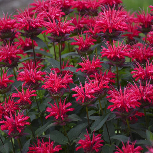 Upscale™ Red Velvet Bee Balm Blooming