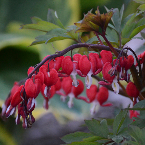 Valentine® Bleeding Heart
