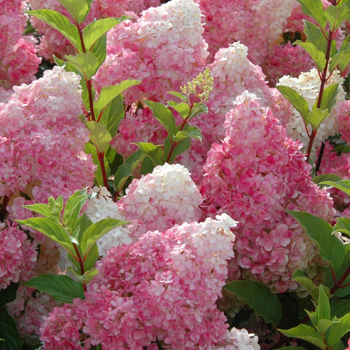 Vanilla Strawberry Hydrangea Flowers and Foliage