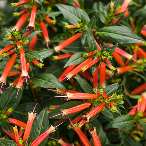 Vermillionaire Cuphea Flowers and Foliage Close Up