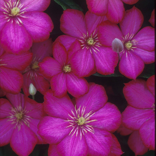 Ville De Lyon Clematis Flowers