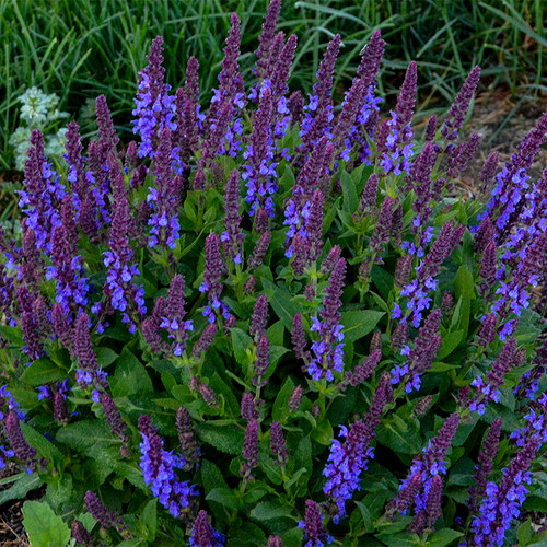 Violet Profusion Salvia with Purple Blooms