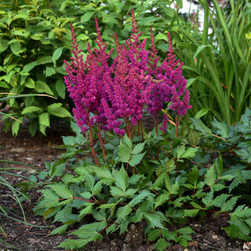 Vision in Red Astilbe Flowers and foliage
