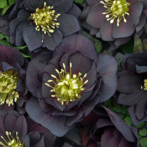 Wedding Party® Dark and Handsome Lenten Rose flowering