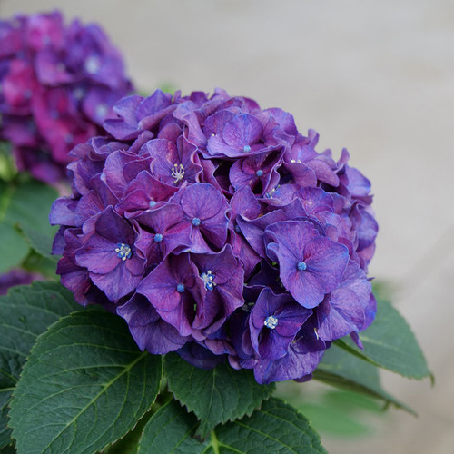 Wee Bit Grumpy® Hydrangea flower closeup