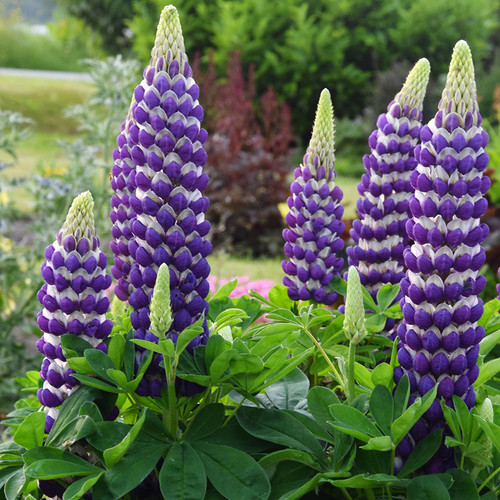 Westcountry™ Blacksmith Lupine Plant Blooming