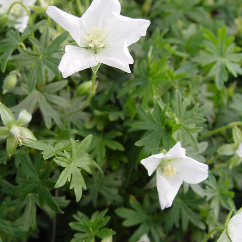 White Cranesbill Geranium Flowers and Foliage