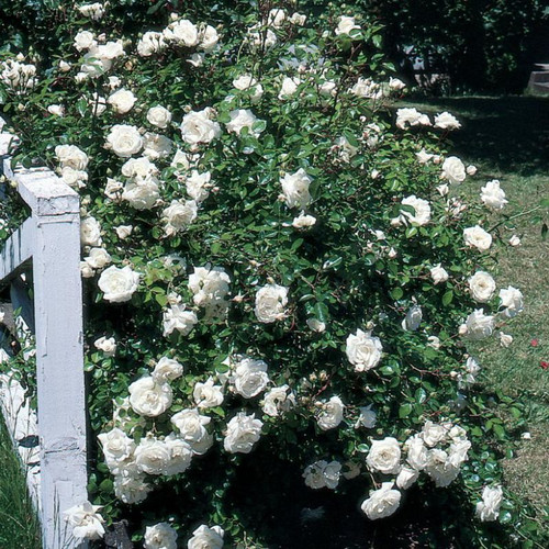 White Dawn Climbing Rose Blooming