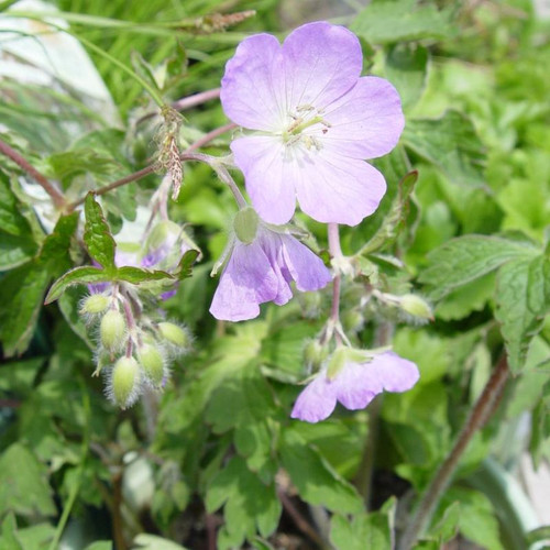 Wild Geranium  Flowering