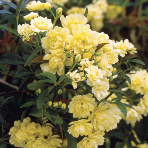 Yellow Lady Banks Climbing Rose Shrub Main