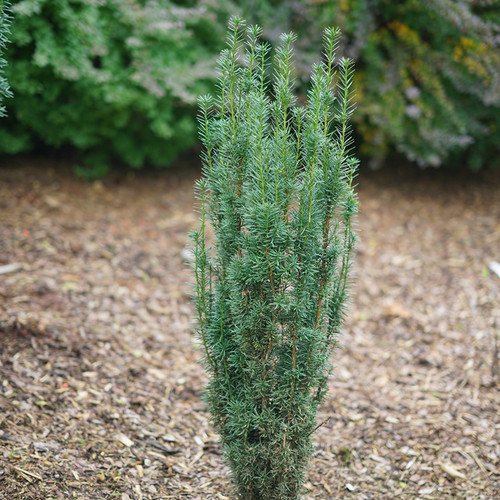 Young Stonehenge Skinny® Yew Evergreen Plant