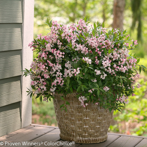 Yuki Cherry Blossom Deutzia Blooming in Pot
