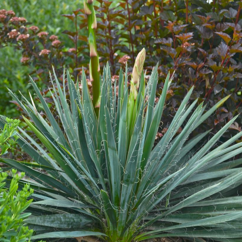 Adams Needle Yucca Foliage Growing