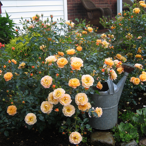 Amber Flower Carpet Rose in the Front Yard