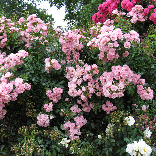 Apple Blossom Flower Carpet Rose Covered in Blooms
