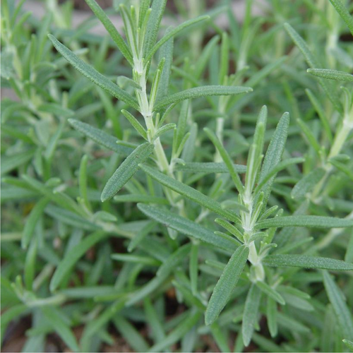 ARP Rosemary Foliage Close Up