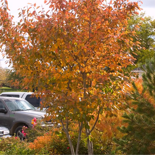 Autumn Brilliance Shadblow Serviceberry Growing in the Landscaping