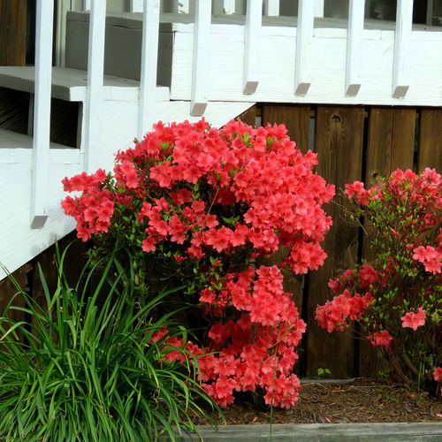 Autumn Embers Encore Azalea in the front yard