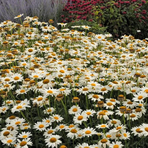 Becky Shasta Daisy Covered in Blooms