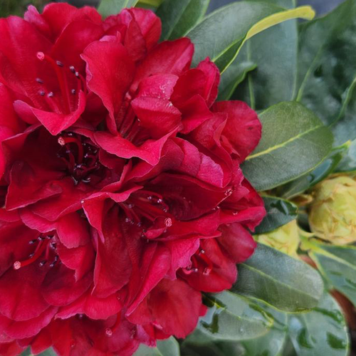 Blood Moon Rhododendron Close Up Flowers