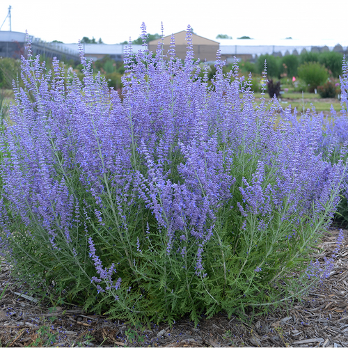 Blue Jean Baby Russian Sage Growing in the Landscaping