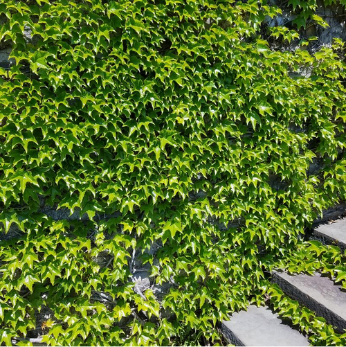 Boston Ivy Growing in the Sunlight