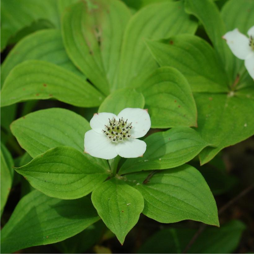 Bunchberry Flower & Leaves Close Up