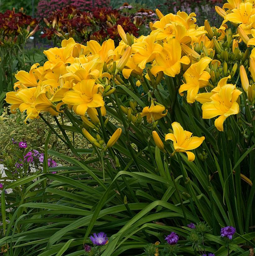 Buttered Popcorn Daylily Growing in the Garden