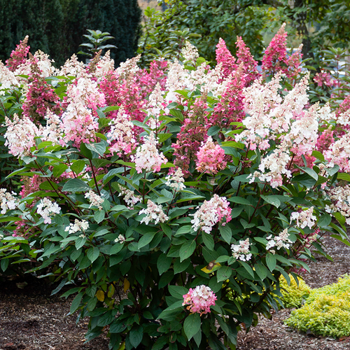Candelabra™ Hydrangea Covered in Blooms