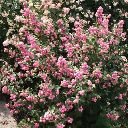 Candy Coralberry in the garden