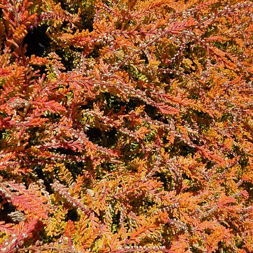 Carnival Scotch Heather Foliage in the Sunlight