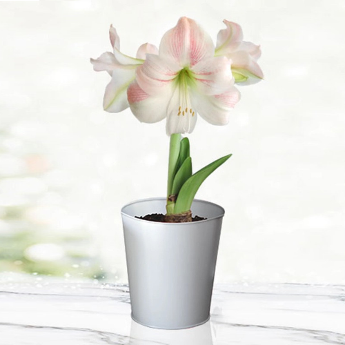 Charming Amaryllis Kit silver pot