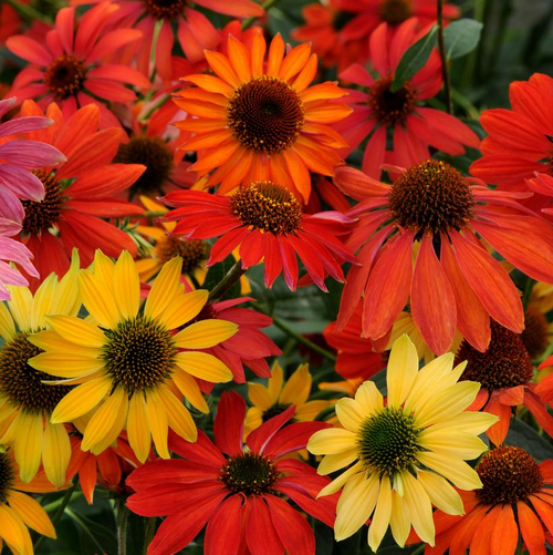 Cheyenne Spirit Coneflower Covered in Blooms