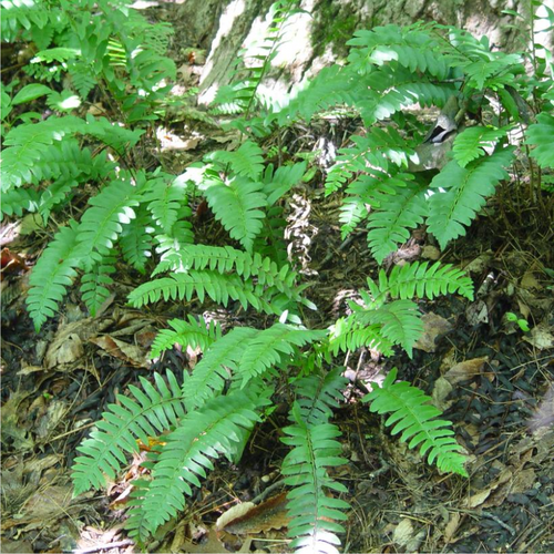 Christmas Fern Growing in the Shade