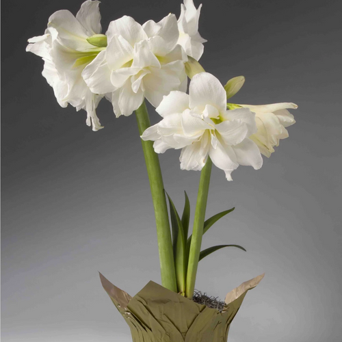 Double White Single Amaryllis Blooming