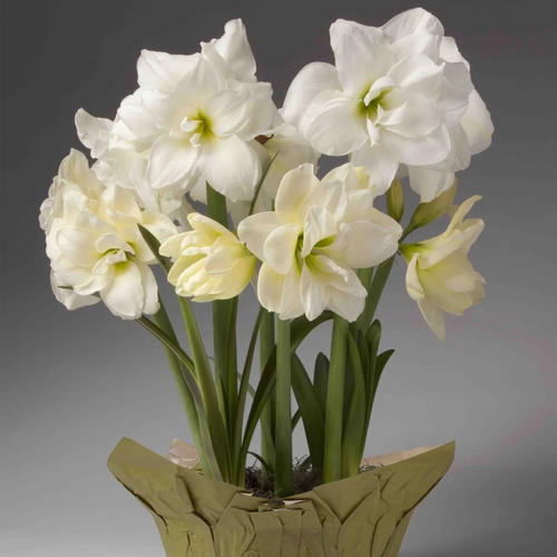 Double White Trio Amaryllis Blooming