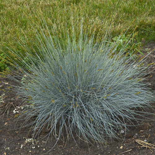 Elijah Blue Fescue Grass Growing on the Ground