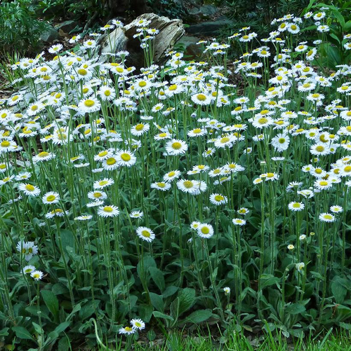 Fleabane Growing in the Sunlight