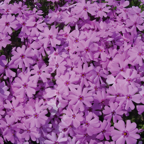 Fort Hill Moss Phlox Blooming