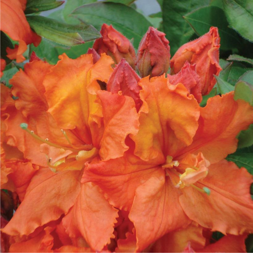 Gibraltar Azalea Flower Close Up