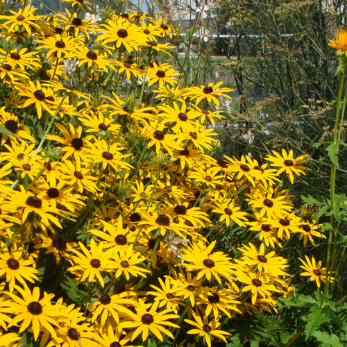 Goldsturm Black-Eyed Susan Growing in the Sunlight