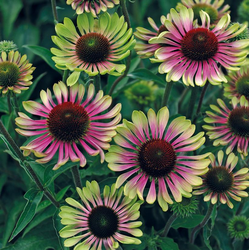 Green Twister Coneflower Flower Petal Close Up