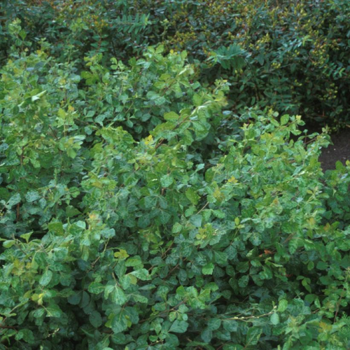 Gro-Low Fragrant Sumac Shrub in the Garden